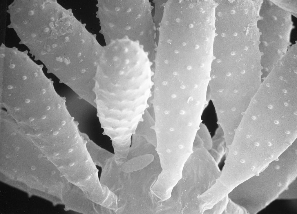 Представитель Семейства Radiomycetaceae
